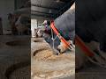 The Bulls Are Eating Their Food With Great Pleasure With Their Noses And Mouths Submerged Eating