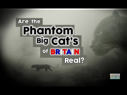 Are the Phantom Big Cat's of Britain Real?