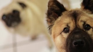 Download lagu Ekspresi Anjing Setelah Sekian Lama Tidak Ketemu Pemiliknya mp3