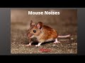 Mouse Noises What Sounds Do Mice Make Mice In The Home
