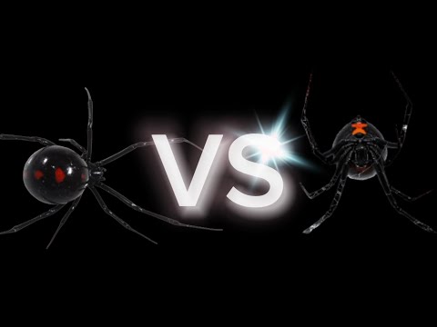 Northern black widow vs Southern Black Widow spider competition|@Spiderking247