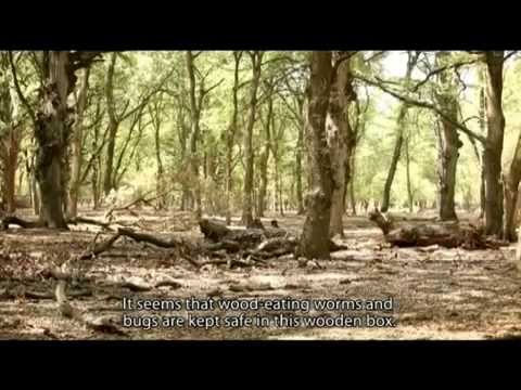 No one cares about jungles by Yaser Talebi