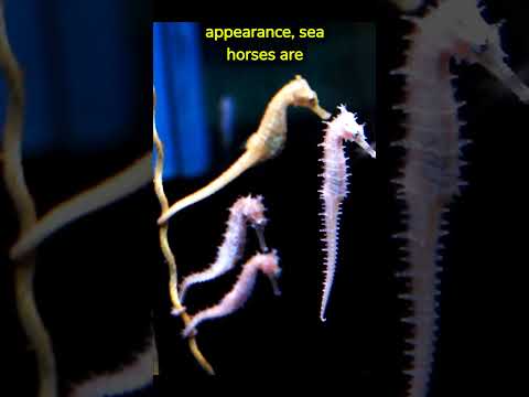 Amazing Seahorse Facts! #fact #facts #science #animal #amazingfacts #wildlife #ocean #seahorse #sea