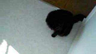 Download the video "3D tour of chez nous (2)"