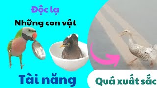 512🦜.The rose-breasted parrot is good at talking, the starling is smart, the duck understands hum...