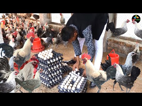 , title : 'Chicken Farm - How to Start a Business Fayoumi Chicken Farming - Layer Chicken Farming Business Plan'