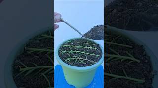 Planting propagation portulaca flower #shorts #plants #garden #flowers