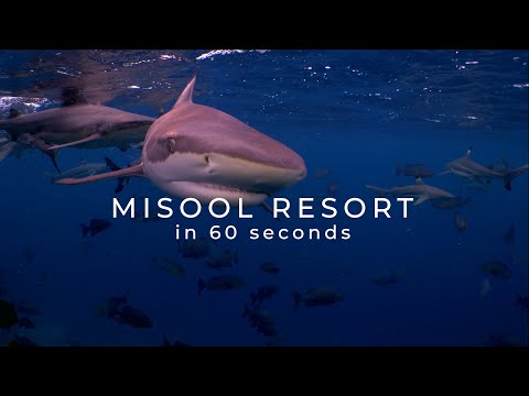 Misool in 60 Seconds