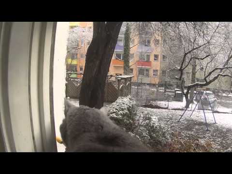 Puma at the snowy window