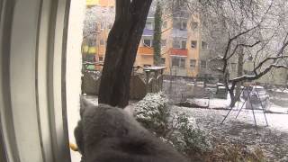 Puma at the snowy window