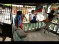 Harlem Shake THESIS It Version