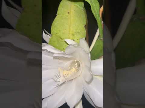 今年の最初の花がすでに美しさを見せています。彼らは何ですか？  庭園