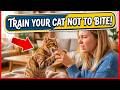 How To Discipline Your Cat When They Bite You Without Hurting Trust
