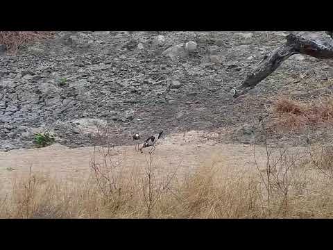 Djuma: (Normal speed) Blacksmith Lapwings-newly hatched chick is killed - 07:49 - 08/29/20