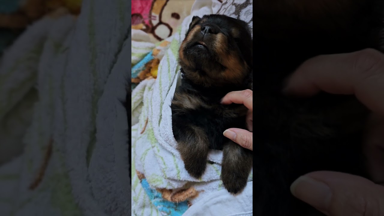 ロットワイラー子犬のお昼寝を邪魔してみる