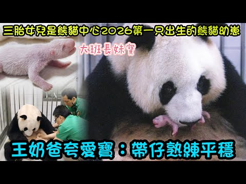 6月10日 愛寶小女兒是熊貓中心2026年首隻出生的熊貓幼崽，是大班長，王奶爸夸愛寶母性強，帶仔熟練#大熊貓愛寶 #大熊貓樂寶