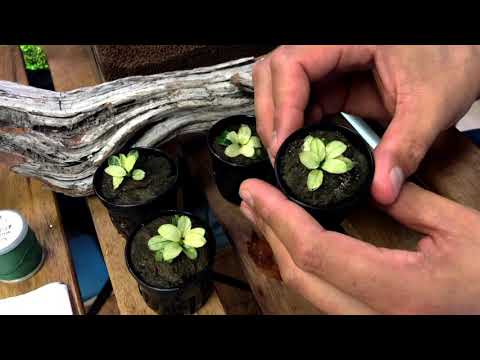 Aquarium Plants 101: Anubias ‘White’