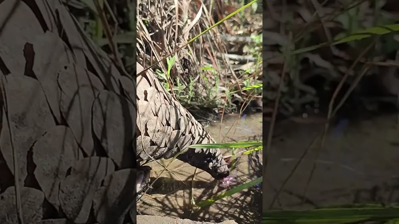 Sound up to hear Ana the pangolin’s slurpy drinking