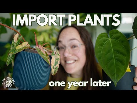 Import plants 1 year later/ how are they doing? | Plant with Roos