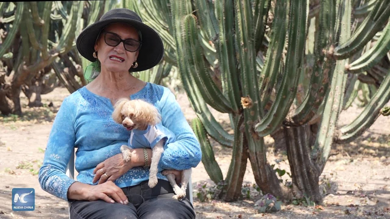 México preserva tradición centenaria de cultivo de pitaya en occidente del país
