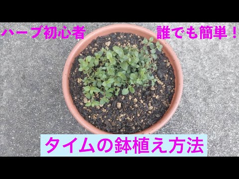 園芸 ウーリータイム