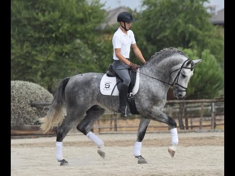 SUPER DE SUSAETA - Yeguada susaeta - Andalusian horse for sale