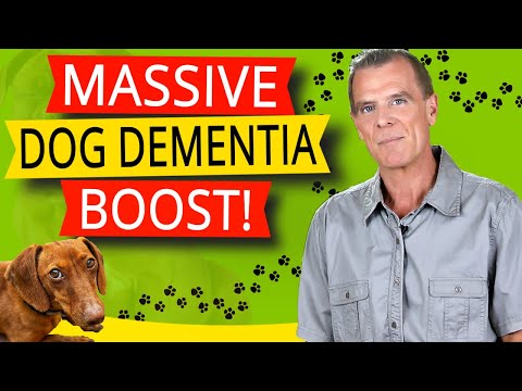 Dog Dementia Treatments (Symptoms & 3 Key Ways to BOOST Senior Dogs Brain Health)