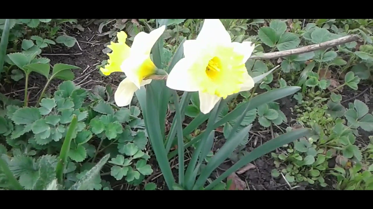 Нарцисс Соестдийк. Narcissus Soestdiyk