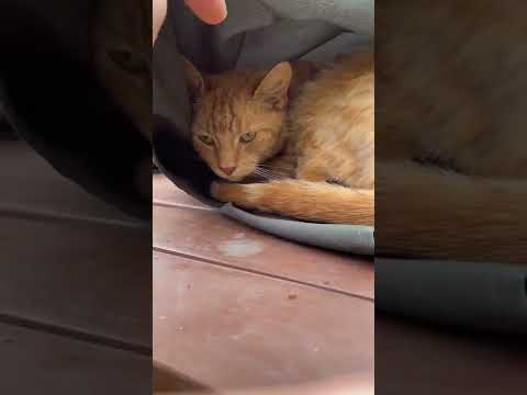 Orange Cat hides under umbrella