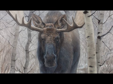 Painting a Moose in Aspen Trees