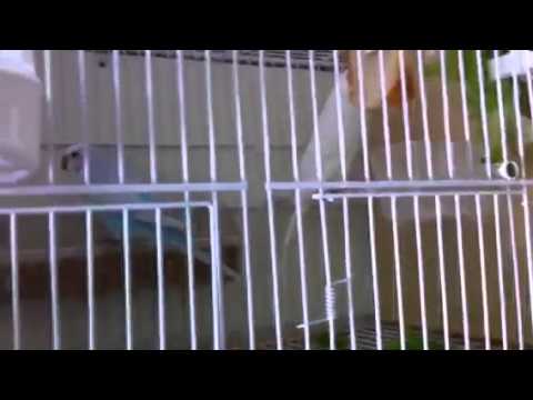 I Cocoriti di Giacomo