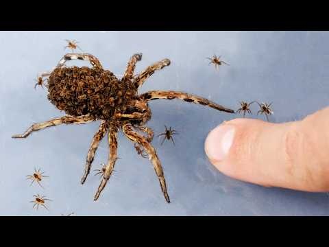 TARANTULA z setką pająków na grzbiecie - koszmar arachnofobów!