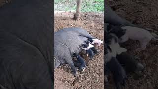 Download lagu Full Video https://youtu.be/xk09-9l7g90?si=GRPJW_316juPZIev mp3