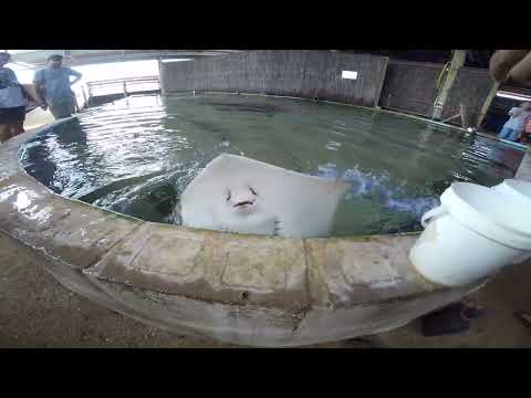 Feeding the Fish Stingray Ocean Reef Aquarium Denham WA 11 04 2015