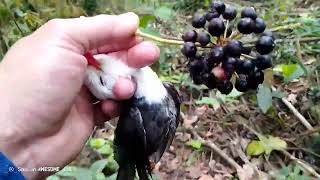 ຈອບຍິງນົກຫົວຂາວ