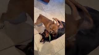 Video preview image #1 Chiranian Puppy For Sale in East Derry, NH, USA