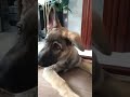 sound wich makes Dogs go crazy