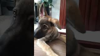 sound wich makes Dogs go crazy