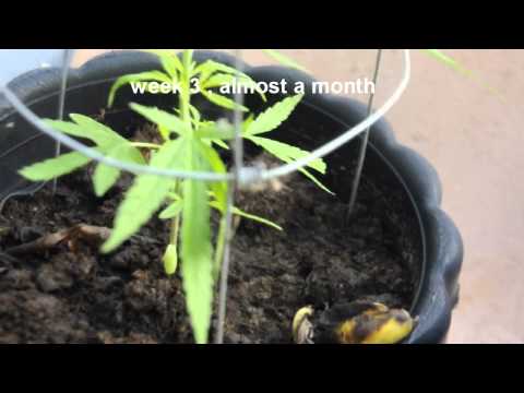 outdoor medicinal sativa