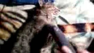 preview picture of video 'Pisti a cica porszívózása - Gádoros'