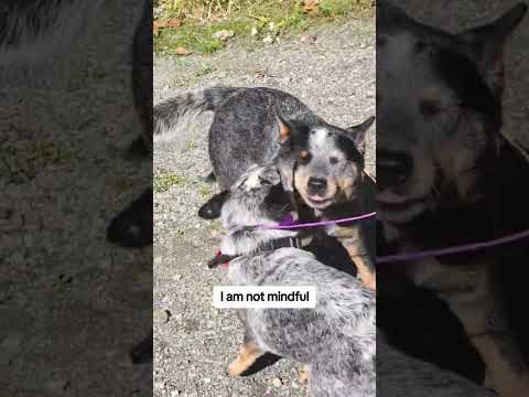 goblin mode always #australiancattledog #bluey #puppy #herdingdog #blueheeler #dogs #dogmom #heeler