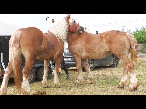 Armăsarii lui Sorin Șoricelul Pop de la Baia Mare 2022