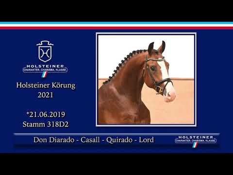 Holsteiner Körlot 2021 | Nr. 40 v. Don Diarado - Casall - Quirado - Lord