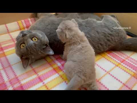 3 Little Kittens and Mother Cat Funny Interactions 😻Teaching Grooming Nursing Cute British Shorthair