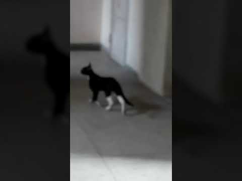 Meeting my favourite kitty cat