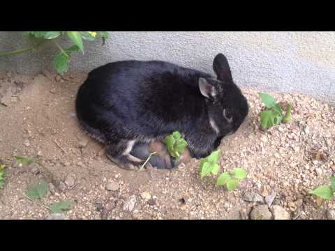 どの動物が庭に穴を掘っているのかを知るにはどうすればよいですか?これらのサインがあなたに教えてくれます！  庭園