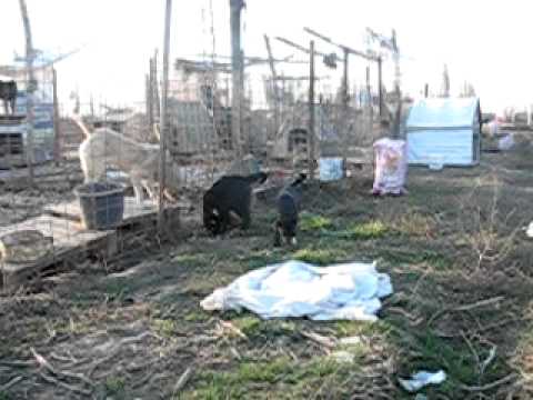 Nya playing with Leyla & Nibbles