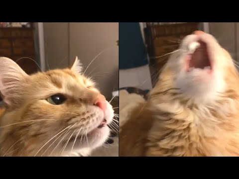 Cat Has The Worst Brain Freeze