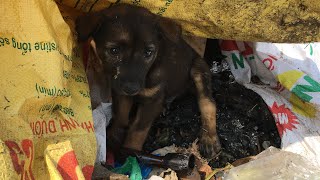 Pets Rescue | Rescue The Wandering Dog In Search Of Leftover Food Over In The Landfill Midday Sun