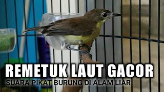 Download lagu Suara Pancingan Burung Remetuk Laut / Cier / Siur Bahan Supaya Cepat Bunyi Gacor Ngeplong mp3